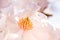 Closeup shot of the pollens inside the soft white petals