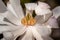 Closeup shot of the pollens inside the soft white petals