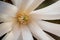 Closeup shot of the pollens inside the soft white petals