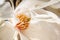 Closeup shot of the pollens inside the soft white petals