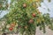 Closeup shot of pomegranate branches