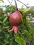 A Closeup shot of pomegranate Dalim fruit