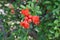 Closeup shot of pomegranate flowers and small pomegranates on a tree branch