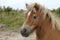 Closeup shot of a poney with a blurred background