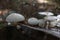 Closeup shot of a Porcelain mushrooms (Oudemansiella mucida) mushroom  on tree bark