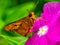 Closeup shot of a potanthus omaha butterfly on a flower.