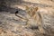 Closeup shot of a powerful lion laying on the ground