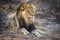 Closeup shot of a powerful lion laying on the ground