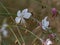 Closeup shot of the pretty delicate white flowers of gaura lindheimeri