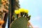 Closeup shot of prickly pear cactus with yellow blooming flowers grown in the desert