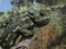 Closeup shot of a profile of a Mediterranean chameleon sitting on a branch in Malta