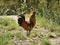 Closeup shot of a proud single cock standing on a meadow on a farm