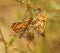 Closeup shot of a Provencal fritillary butterfly on a blurred background