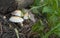 Closeup shot of psathyrella candolleana mushrooms on the forest ground