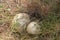 Closeup shot of puffballs, wild mushrooms in a forest