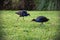 Closeup shot of pukeko birds on green grass