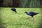 Closeup shot of pukeko birds on green grass