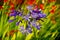 Closeup shot of a purple African lilly in the garden inside the Adamson Beach House in Malibu, CA