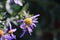 Closeup shot of a purple aster flower with crooked petals.