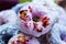 Closeup shot of purple and blue vegan donuts covered with edible rose flowers