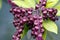 Closeup shot of a purple cute flower with green leaves and blurred background