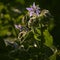 Closeup shot of a purple flower with hairy stem and leaves