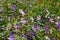 Closeup shot of purple forest geranium plant