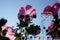 Closeup shot of purple Lavatera Trimestris or wild Mallow