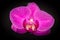 Closeup shot of a purple patterned moth orchid on a blurred background