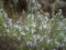 Closeup shot of purple rosemary flowers