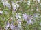 Closeup shot of purple rosemary flowers