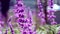 Closeup shot of the purple salvia leucantha in the garden on a sunny day