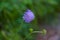 Closeup shot of a purple shameplant flower on a blurred background