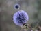 Closeup shot of the purple Southern globethistle flower (Echinops ritro) on the blurred background