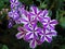 Closeup shot of purple and white perennial phlox flowers