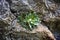 Closeup shot of the Pyramidal Saxifrage plant growing through the stones