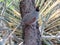 Closeup shot of the Quail bird perched on the cactus on a sunny day