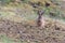 Closeup shot of a rabbit on a slopy hill