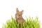 Closeup shot of rabbit stuffed toy on green grass isolated on white background