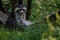 Closeup shot of a raccoon resting on a hammock