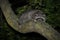 Closeup shot of a raccoon resting on a tree branch at night