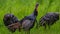 Closeup shot of a rafter of wild turkeys in the field in the daylight