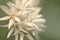 Closeup shot of ramson white flower during daytime