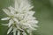 Closeup shot of ramson white flower during daytime