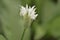 Closeup shot of ramson white flower during daytime