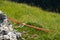 Closeup shot of a rappelling rope on a grassy terrain on a sunny day