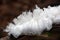 Closeup shot of a rare natural phenomenon called Frost Beard or Hair Ice grows