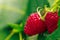Closeup shot of raspberries ripening on a blurred background