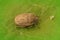 Closeup shot of a rather rare shieldbug, Podops inuncta