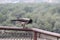 Closeup shot of a raven on the railing of a balcony